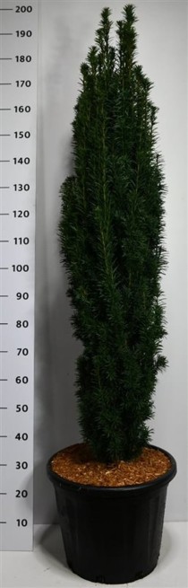 Taxus b. 'Fastigiata Robusta'
