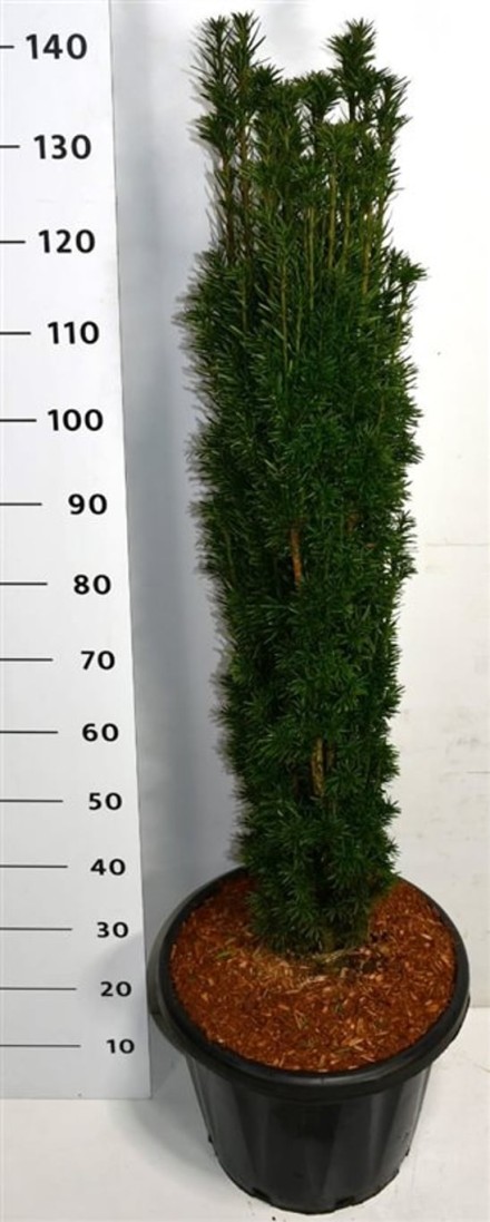 Taxus b. 'Fastigiata Robusta'