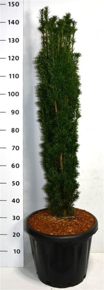 Taxus b. 'Fastigiata Robusta'