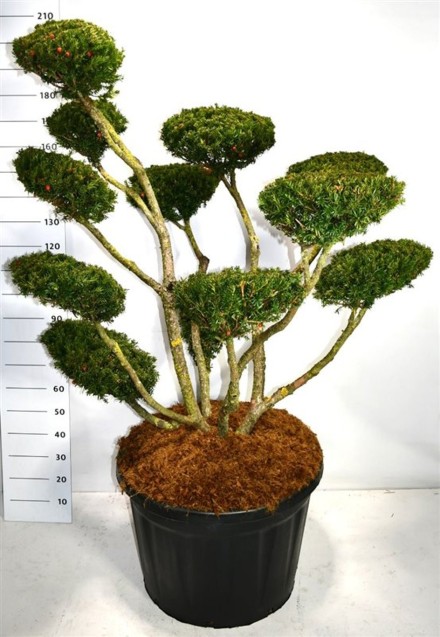 Taxus cuspidata 'Select'