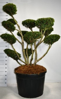 Taxus cuspidata 'Select'