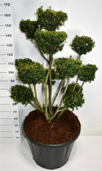 Taxus media 'Farmen'