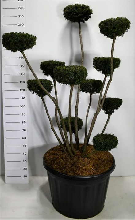 Taxus media 'Hicksii'