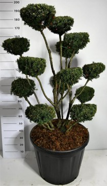 Taxus media 'Hicksii'