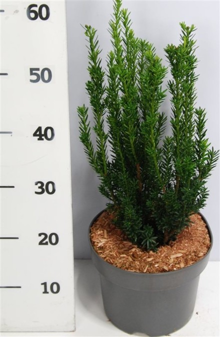 Taxus media 'Hillii'