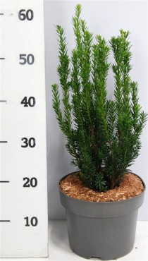 Taxus media 'Hillii'
