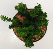 Taxus media 'Hillii'