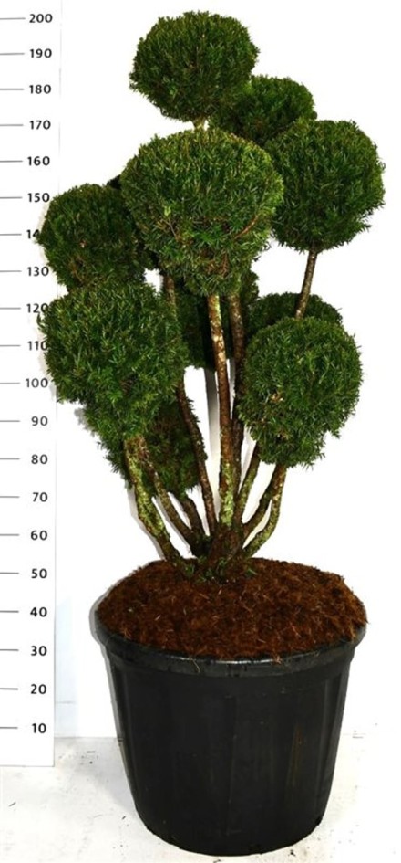 Taxus media 'Hillii'