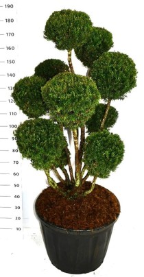 Taxus media 'Hillii'