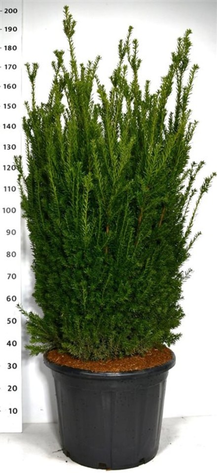 Taxus media 'Hillii'