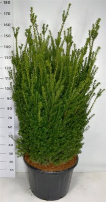 Taxus media 'Hillii'