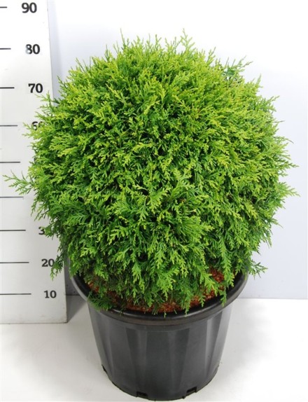 Thuja occ. 'Brabant'