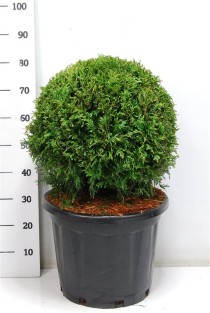 Thuja occ. 'Brabant'