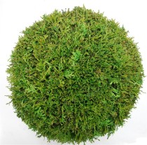 Thuja occ. 'Brabant'