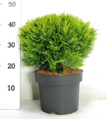 Thuja occ. 'Danica'