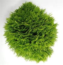 Thuja occ. 'Danica'