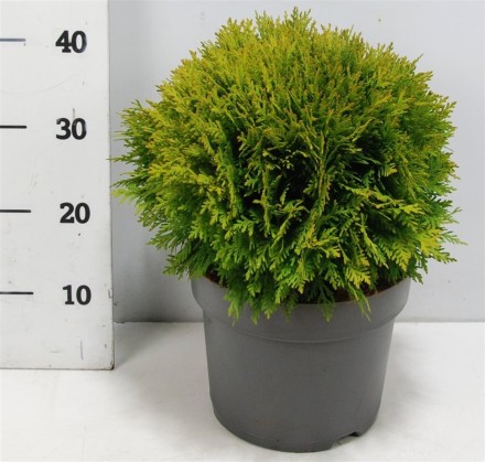 Thuja occ. 'Danica'