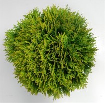 Thuja occ. 'Danica'