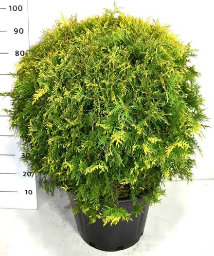 Thuja occ. 'Golden Globe'