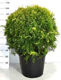 Thuja occ. 'Golden Globe'