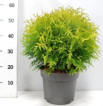 Thuja occ. 'Golden Globe'