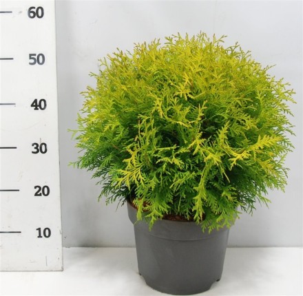 Thuja occ. 'Golden Globe'