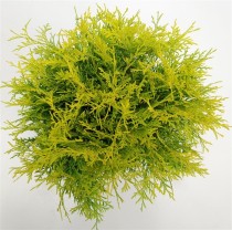 Thuja occ. 'Golden Globe'