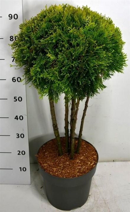 Thuja occ. Golden Smaragd