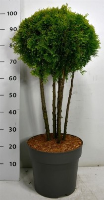 Thuja occ. Golden Smaragd