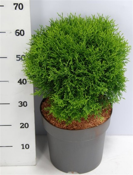 Thuja occ. 'Little Giant'