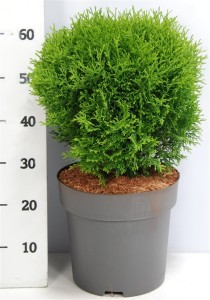 Thuja occ. 'Little Giant'