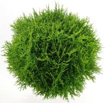Thuja occ. 'Little Giant'