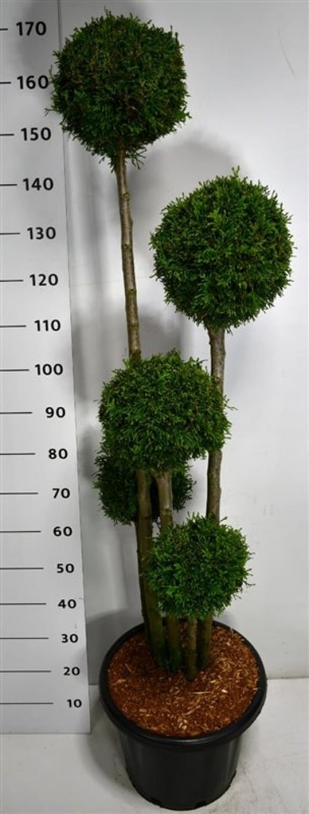 Thuja occ. 'Smaragd'