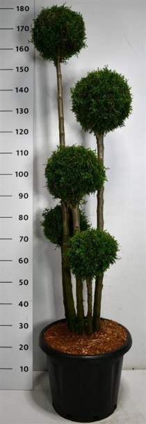 Thuja occ. 'Smaragd'