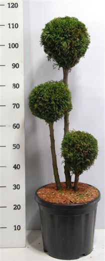 Thuja occ. 'Smaragd'