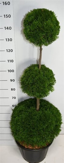 Thuja occ. 'Smaragd'