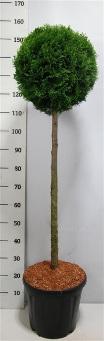 Thuja occ. 'Smaragd'