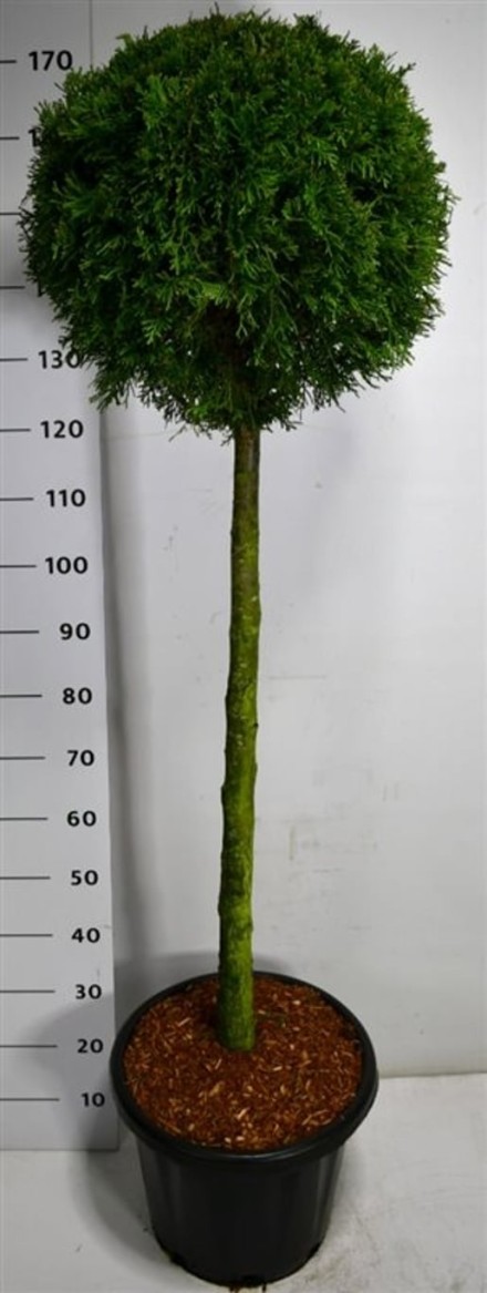 Thuja occ. 'Smaragd'