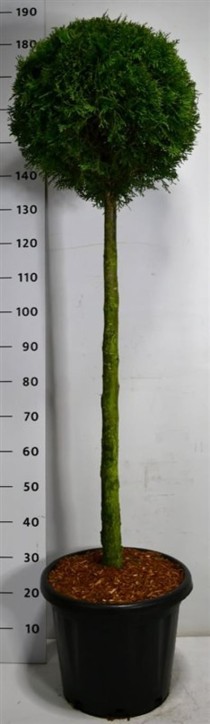 Thuja occ. 'Smaragd'