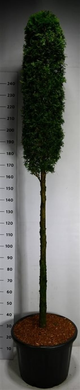 Thuja occ. 'Smaragd'