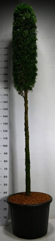 Thuja occ. 'Smaragd'