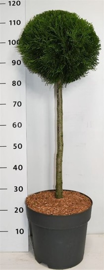 Thuja occ. 'Smaragd'