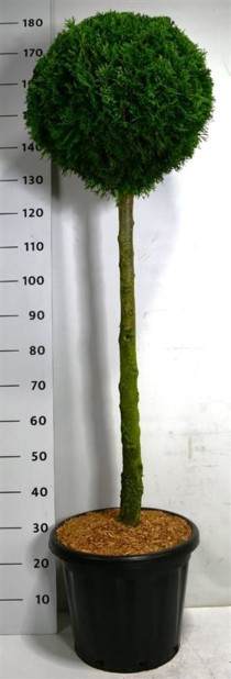 Thuja occ. 'Smaragd'