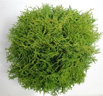 Thuja occ. 'Tiny Tim'