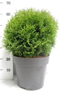 Thuja occ. 'Tiny Tim'