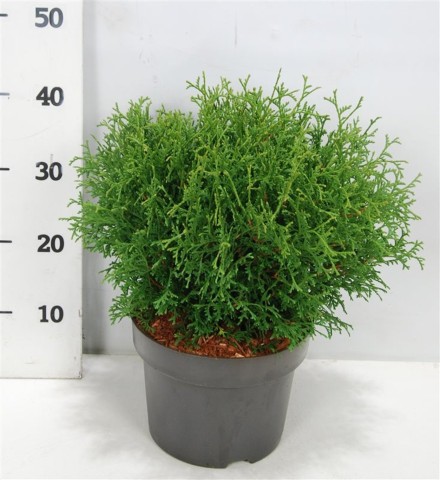 Thuja occ. 'Tiny Tim'