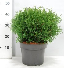 Thuja occ. 'Tiny Tim'