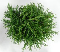Thuja occ. 'Tiny Tim'