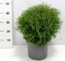 Thuja occ. 'Tiny Tim'