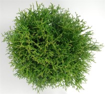 Thuja occ. 'Tiny Tim'